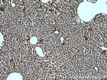 METTL7B Antibody in Immunohistochemistry (Paraffin) (IHC (P))