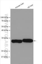 METTL7B Antibody in Western Blot (WB)