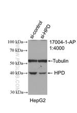 HPD Antibody in Western Blot (WB)