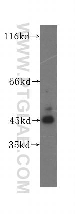 HPD Antibody in Western Blot (WB)