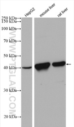 HPD Antibody in Western Blot (WB)