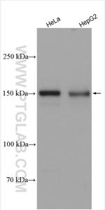 RECQL4 Antibody in Western Blot (WB)