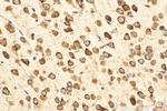 RPL10 Antibody in Immunohistochemistry (Paraffin) (IHC (P))