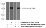 FAM65B Antibody in Western Blot (WB)