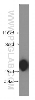 ACTR3B Antibody in Western Blot (WB)