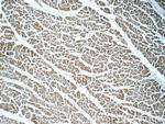 APCDD1 Antibody in Immunohistochemistry (Paraffin) (IHC (P))