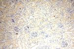 GPR132 Antibody in Immunohistochemistry (Paraffin) (IHC (P))