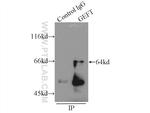 GEFT Antibody in Immunoprecipitation (IP)