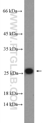 RPL18 Antibody in Western Blot (WB)