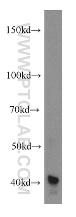 H2AFY2 Antibody in Western Blot (WB)