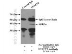 H2AFY2 Antibody in Immunoprecipitation (IP)