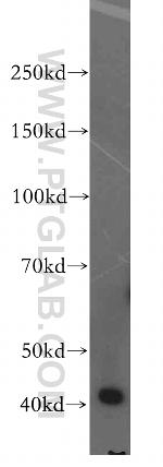 H2AFY2 Antibody in Western Blot (WB)
