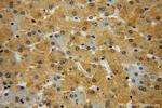GALT Antibody in Immunohistochemistry (Paraffin) (IHC (P))