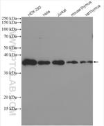 RWDD1 Antibody in Western Blot (WB)