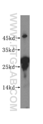 RWDD1 Antibody in Western Blot (WB)