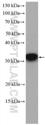 RWDD1 Antibody in Western Blot (WB)