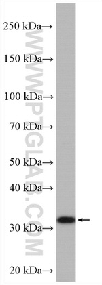 RWDD1 Antibody in Western Blot (WB)