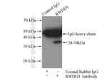 RWDD1 Antibody in Immunoprecipitation (IP)