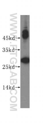RWDD1 Antibody in Western Blot (WB)