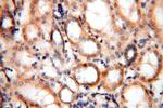 MRPS11 Antibody in Immunohistochemistry (Paraffin) (IHC (P))