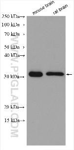 DNAJC27 Antibody in Western Blot (WB)