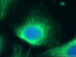 CLIP4 Antibody in Immunocytochemistry (ICC/IF)