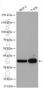 STARD10 Antibody in Western Blot (WB)