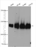 LATS1 Antibody in Western Blot (WB)
