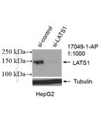 LATS1 Antibody in Western Blot (WB)