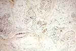 TEKT4 Antibody in Immunohistochemistry (Paraffin) (IHC (P))