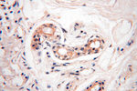 TEKT4 Antibody in Immunohistochemistry (Paraffin) (IHC (P))