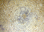 TEKT4 Antibody in Immunohistochemistry (Paraffin) (IHC (P))