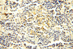 TEKT4 Antibody in Immunohistochemistry (Paraffin) (IHC (P))