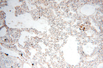 TEKT4 Antibody in Immunohistochemistry (Paraffin) (IHC (P))