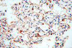 TEKT4 Antibody in Immunohistochemistry (Paraffin) (IHC (P))
