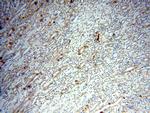 TEKT4 Antibody in Immunohistochemistry (Paraffin) (IHC (P))