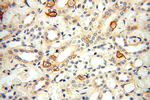TEKT4 Antibody in Immunohistochemistry (Paraffin) (IHC (P))