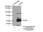TEKT4 Antibody in Immunoprecipitation (IP)