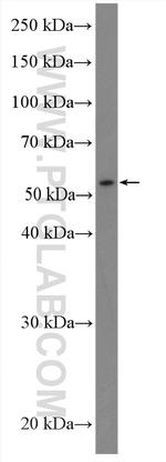 TEKT4 Antibody in Western Blot (WB)