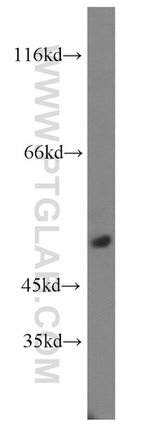 TEKT4 Antibody in Western Blot (WB)