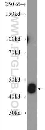 CALR3 Antibody in Western Blot (WB)