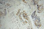 SLFNL1 Antibody in Immunohistochemistry (Paraffin) (IHC (P))