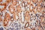 SLFNL1 Antibody in Immunohistochemistry (Paraffin) (IHC (P))