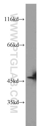 SLFNL1 Antibody in Western Blot (WB)