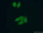 LARP7 Antibody in Immunocytochemistry (ICC/IF)
