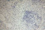 LARP7 Antibody in Immunohistochemistry (Paraffin) (IHC (P))