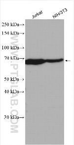 LARP7 Antibody in Western Blot (WB)