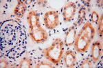 PDLIM7 Antibody in Immunohistochemistry (Paraffin) (IHC (P))