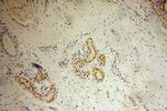 PDLIM7 Antibody in Immunohistochemistry (Paraffin) (IHC (P))