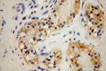 PDLIM7 Antibody in Immunohistochemistry (Paraffin) (IHC (P))